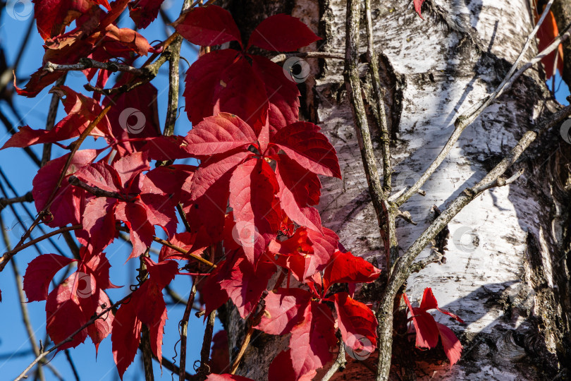 Скачать Крупный план красных осенних листьев партеноциссуса пятилистного (лианы Вирджинии, Виктории, пятилистного плюща) на фоне ствола березы и голубого неба. Выборочный фокус. Солнечный осенний день фотосток Ozero