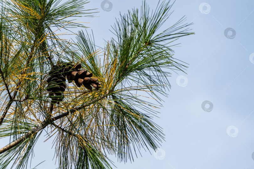 Скачать Белая сосна Pinus strobus. Коричневые длинные шишки среди длинных игл на изогнутых ветвях на размытом фоне голубого осеннего неба. Выборочный фокус. Оригинальная текстура. Концепция природы для дизайна. фотосток Ozero