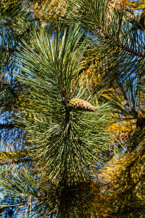 Скачать Коричневая шишка на ветке Pinus nigra, австрийской или черной сосны. Красивые длинные иглы и эффект боке. Крупный план. Концепция природы для дизайна. Выборочный фокус. концепция природы для дизайна фотосток Ozero