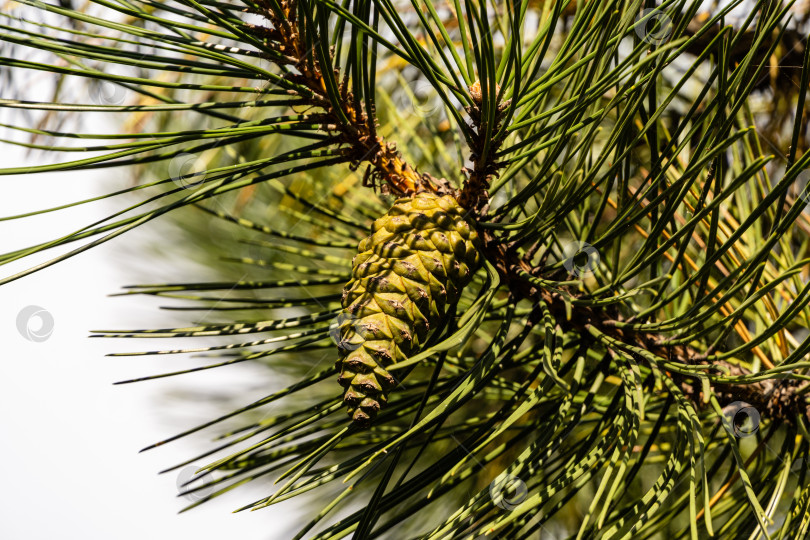 Скачать Молодые зеленые шишки на ветвях австрийской сосны Pinus "Nigra" на размытом фоне ветвей с зеленой хвоей.. Выборочный фокус. Австрийская сосна Pinus "Nigra". Крупный план. Концепция природы для дизайна. фотосток Ozero