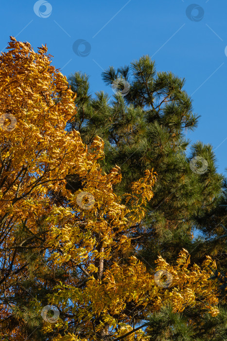 Скачать Осенний резной красный дуб. Огромная крона дуба с золотыми осенними листьями на закате на фоне ветвей пицундской сосны. Выборочный акцент. Ландшафтный сад с большими деревьями. Концепция природы для дизайна. фотосток Ozero