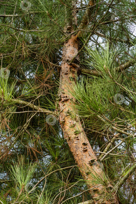 Скачать Пицундская сосна (Pinus brutia pityusa) разновидность калабрийской или турецкой сосны (Pinus brutia). Сосновая кора. Коричневая кора старого дерева как оригинальная природная текстура. Концепция природы для дизайна. Избирательный подход фотосток Ozero
