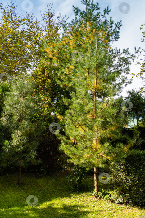 Скачать Сосна Pinus sylvestris на фоне вечнозеленых растений. Выборочный фокус. Вечнозеленый ландшафтный сад. Солнечный день в осеннем саду. Концепция природы для дизайна. фотосток Ozero