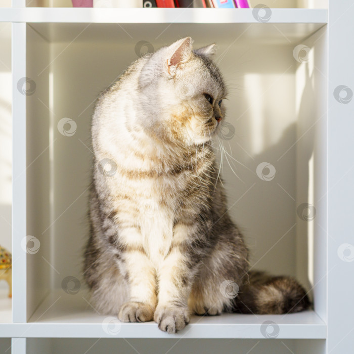Скачать Шотландский страйт-полосатый кот сидит на полке, кошка находится в закрытом замкнутом пространстве, в большой коробке или ящике. Красивый пушистый питомец на белом фоне в комнате дома. фотосток Ozero