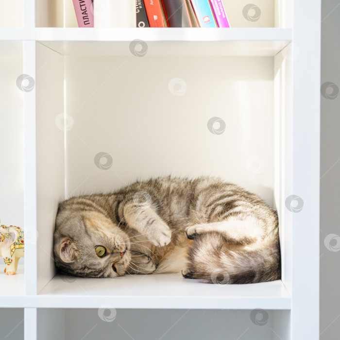 Скачать Шотландский страйт-полосатый кот лежит на полке, кошка находится в закрытом замкнутом пространстве, в большой коробке. Красивый пушистый питомец на белом фоне в комнате дома. фотосток Ozero