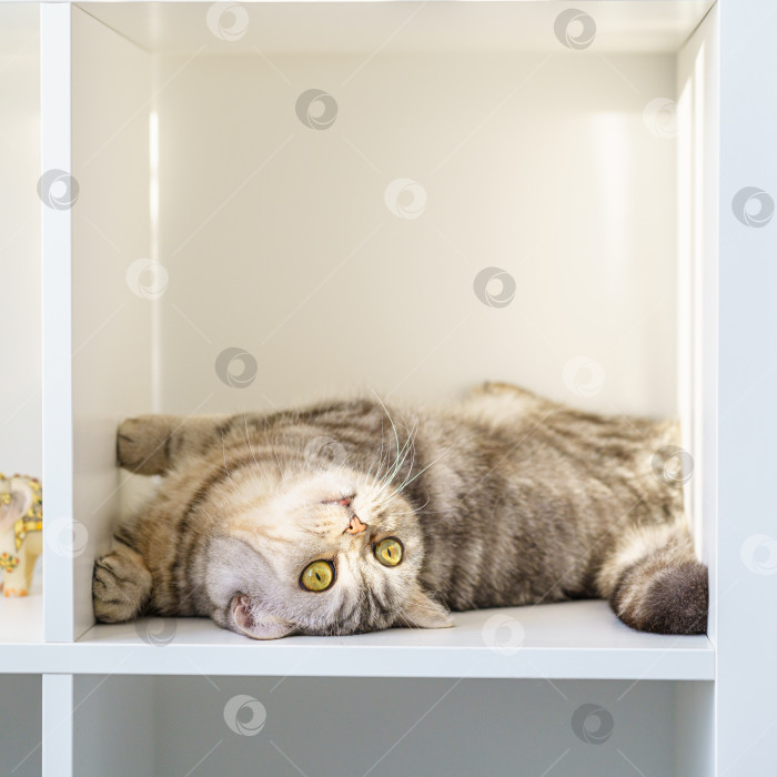 Скачать Шотландский страйт-полосатый кот лежит на полке, кошка находится в закрытом замкнутом пространстве, в большой коробке. Красивый пушистый питомец на белом фоне в комнате дома. фотосток Ozero