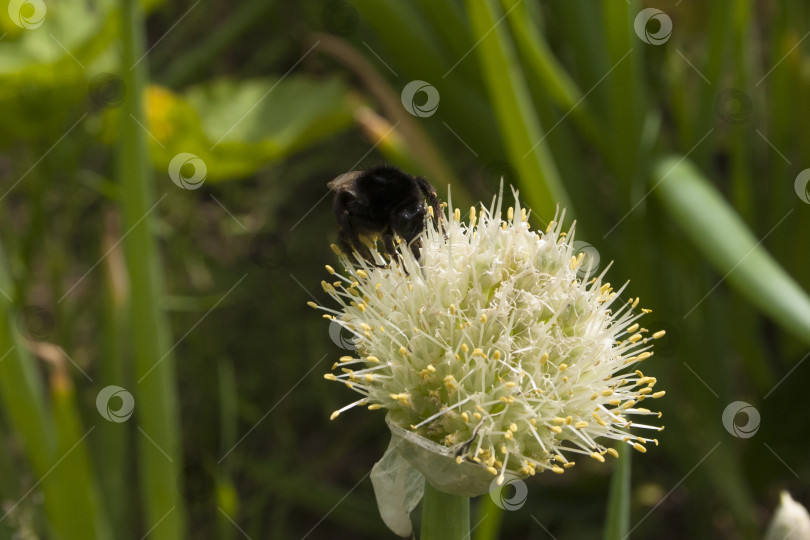 Скачать Шмель опыляет цветок лука (Allium) фотосток Ozero