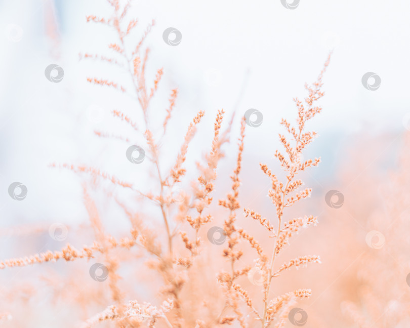 Скачать Цветочная фотография с маленькими сухоцветами Астильбы на светлом фоне, зимний фон фотосток Ozero