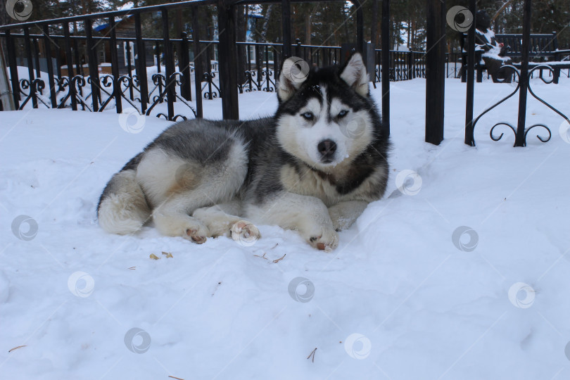 Скачать Хаски отдыхает возле парка фотосток Ozero