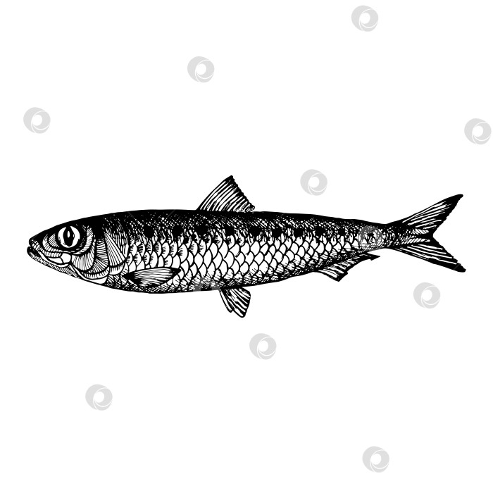Скачать Сардина. Сардина Пильчард, промысловая морская рыба. Гравюра, нарисованный от руки эскиз. Винтажный стиль. фотосток Ozero