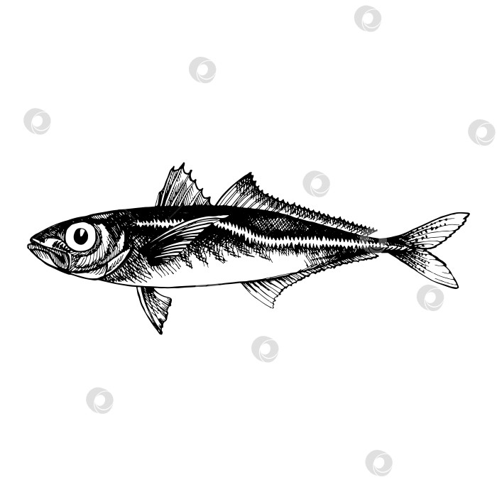 Скачать Ставрида. Ставрида, промысловая морская рыба. Гравюра, нарисованный от руки эскиз. Винтажный стиль. фотосток Ozero