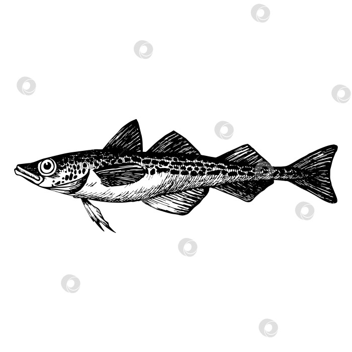 Скачать Минтай. Минтай, промысловая морская рыба. Гравюра, нарисованный от руки эскиз. Винтажный стиль. фотосток Ozero