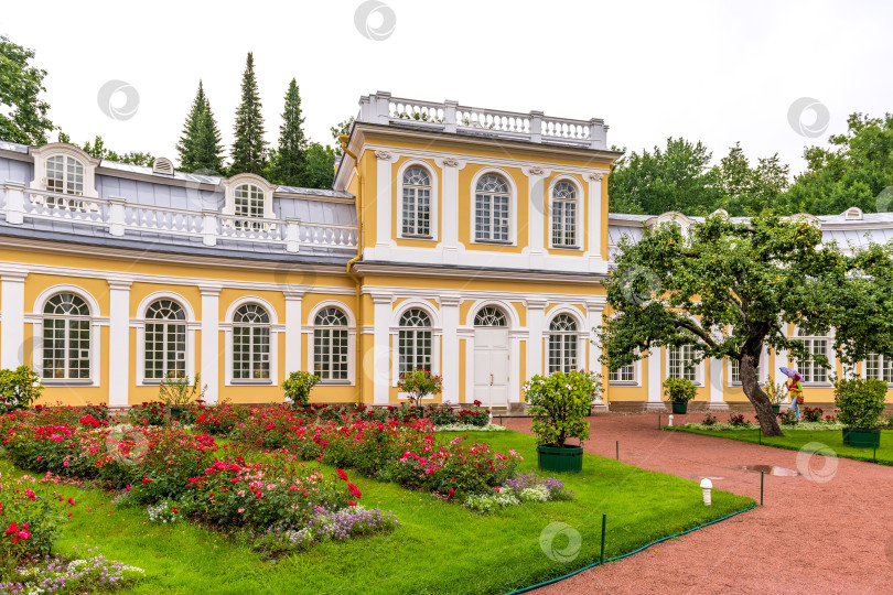 Скачать Большая оранжерея Петергофа. Санкт-Петербург. Россия. 8 августа 2022 года фотосток Ozero