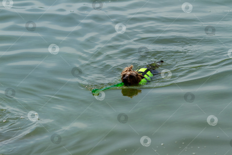 Скачать Собака йоркширского терьера в спасательном жилете плавает с игрушкой во рту фотосток Ozero