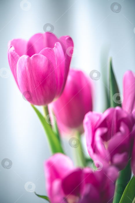Скачать Розовые тюльпаны на фоне окна с белым тюлем фотосток Ozero