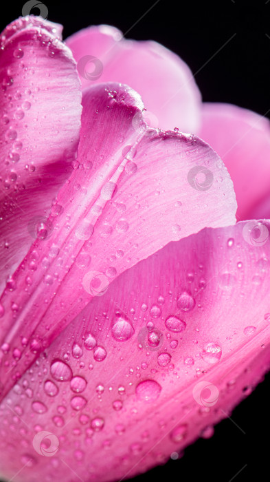 Скачать крупный план ярко-розового тюльпана с каплями на черном фоне. Концепция весны фотосток Ozero