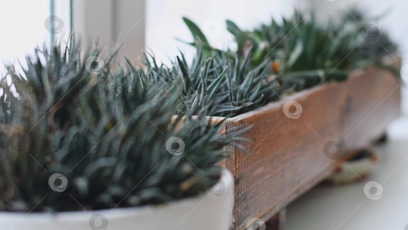 Скачать комнатное растение на подоконнике, выращивание суккулента в горшке в домашних условиях, уход за комнатными растениями фотосток Ozero