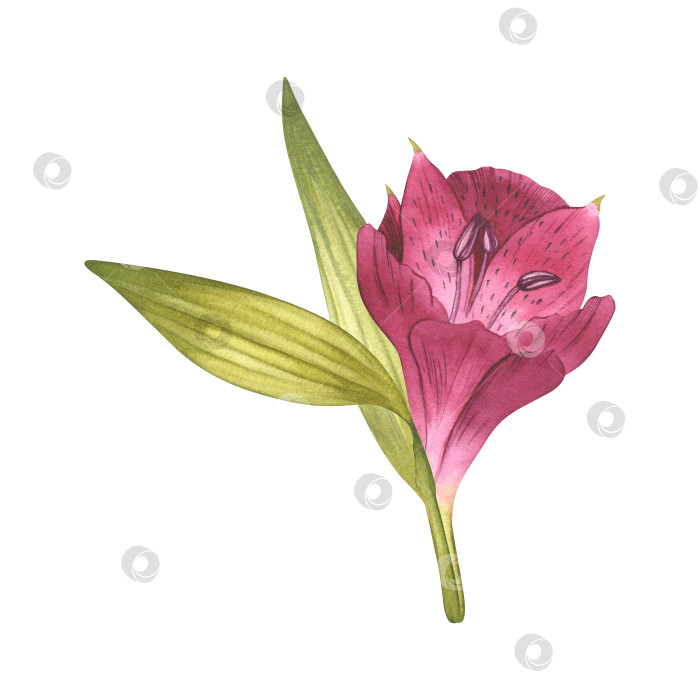 Скачать Альстромерия. Прекрасная перуанская лилия. Розовый цветок. Акварельная иллюстрация бутона с зеленью на изолированном белом фоне фотосток Ozero