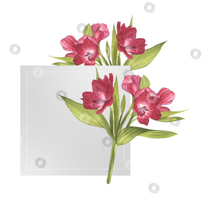 Скачать Букет альстромерий. Прекрасная перуанская лилия. Поздравительная открытка из розовых цветов с зеленью. Акварельная иллюстрация для оформления фона, баннера, приглашения. Сохраните дату фотосток Ozero