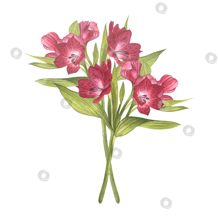 Скачать Букет альстромерий. Прекрасная перуанская лилия. Веточки розовых цветов. Акварельная иллюстрация для оформления фона, баннера, поздравительной открытки, приглашения фотосток Ozero