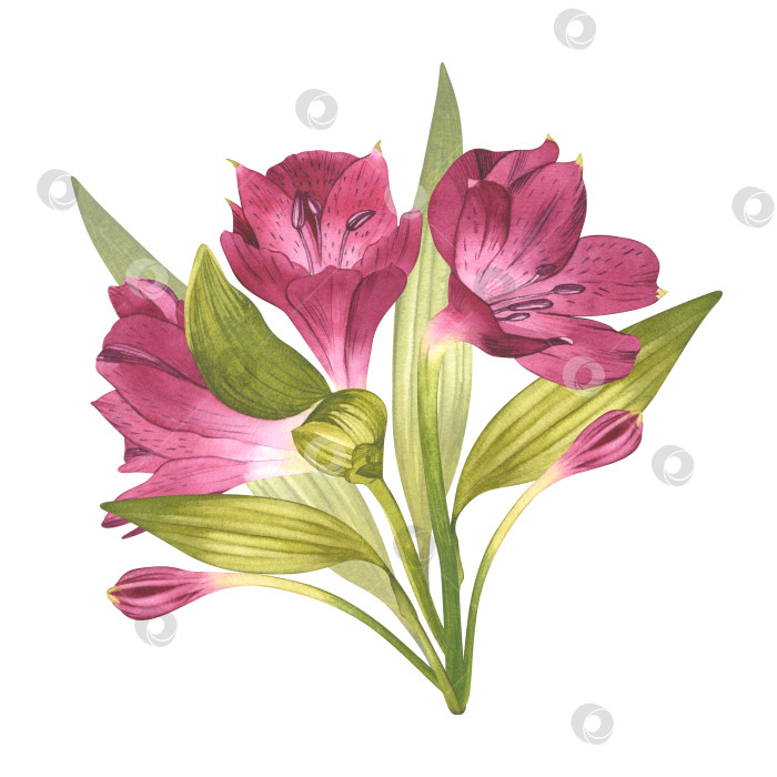 Скачать Альстромерия. Прекрасная перуанская лилия. Розовый цветок. Акварельная иллюстрация бутона с зеленью на изолированном белом фоне фотосток Ozero