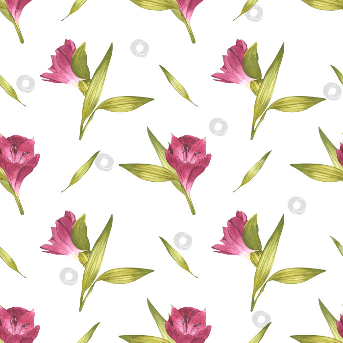 Скачать Альстромерия. Красивая перуанская лилия. Бесшовный узор из розовых цветов с зеленью. Акварельная иллюстрация орнамента для фонового дизайна, текстиля, упаковки фотосток Ozero