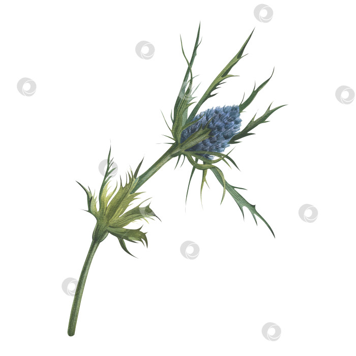 Скачать Eryngium flatifolia. Остролист голубой морской. Средиземноморское дикорастущее растение. Зелень для цветочных букетов. Рисованная акварельная иллюстрация. Изолированный белый фон фотосток Ozero