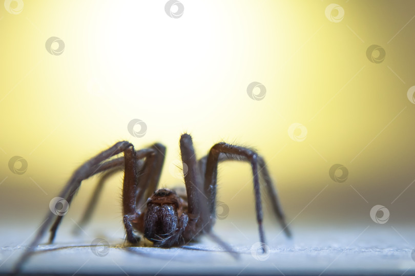 Скачать Домашний паук Tegenaria domestica - это вид пауков из семейства паутинных воронкообразных (Agelenidae), близкий родственник американского домашнего паука Tegenaria agrestis. фотосток Ozero