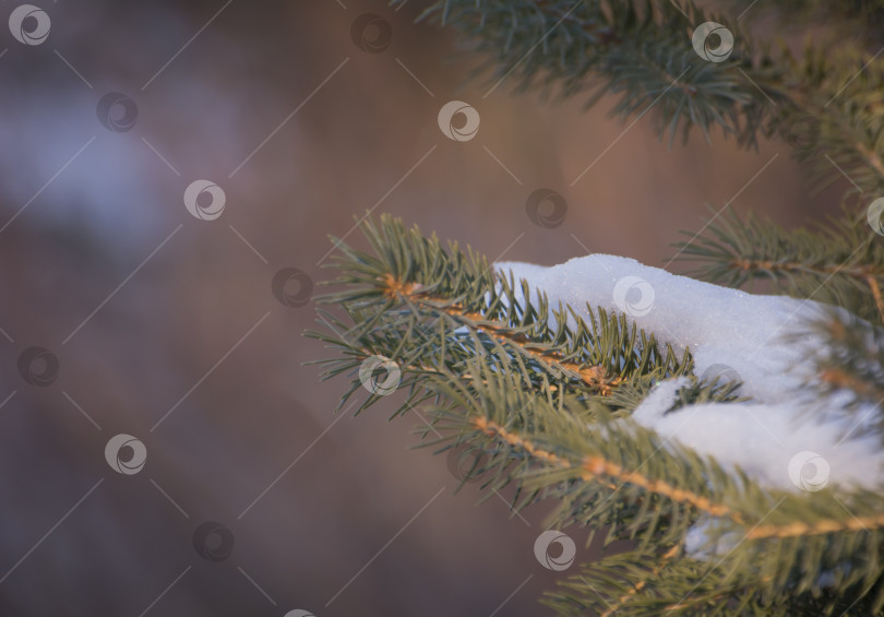 Скачать зеленые ветви рождественской елки под снегом фотосток Ozero