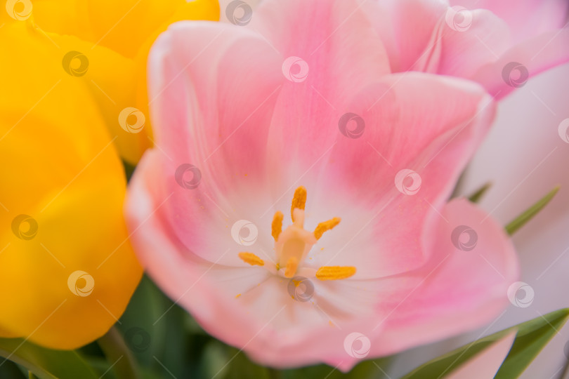 Скачать Весенний букет из разноцветных тюльпанов. Особый акцент фотосток Ozero