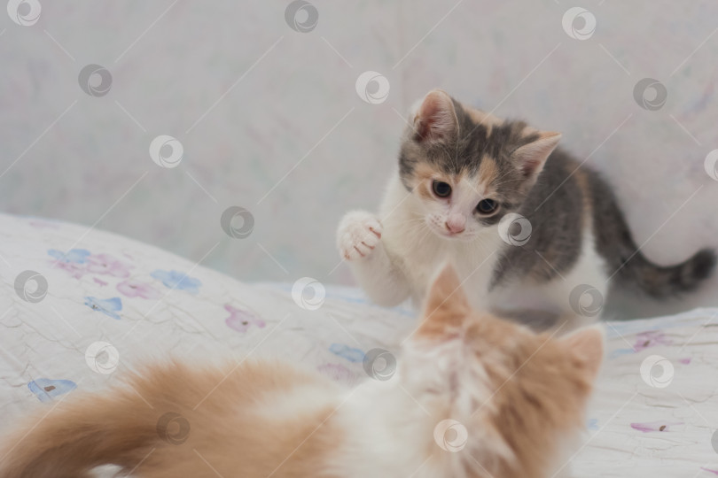 Скачать котята разных окрасов играют друг с другом фотосток Ozero