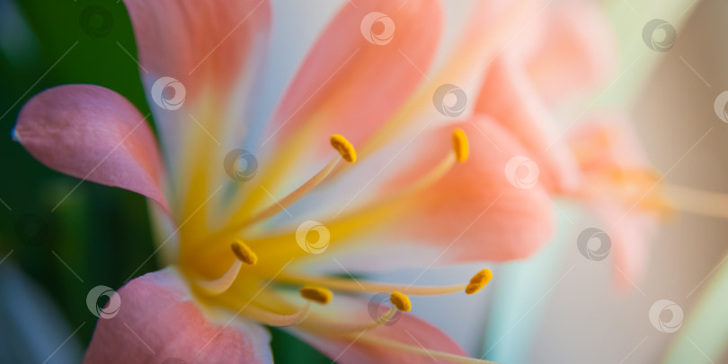 Скачать Розовая лилия (лат. Lílium) - род растений семейства Лилейные. фотосток Ozero