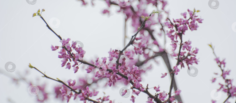Скачать весенние цветущие абрикосы и персики с розовыми цветами фотосток Ozero