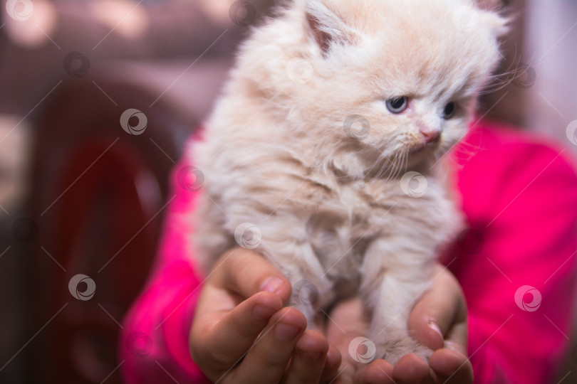 Скачать детские ручки держат маленького пушистого котенка фотосток Ozero