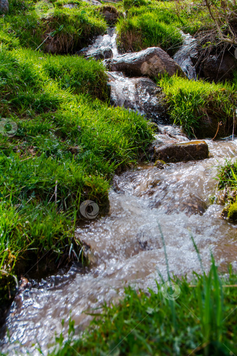Скачать Весенний горный ручей среди зеленой травы в лесу. фотосток Ozero