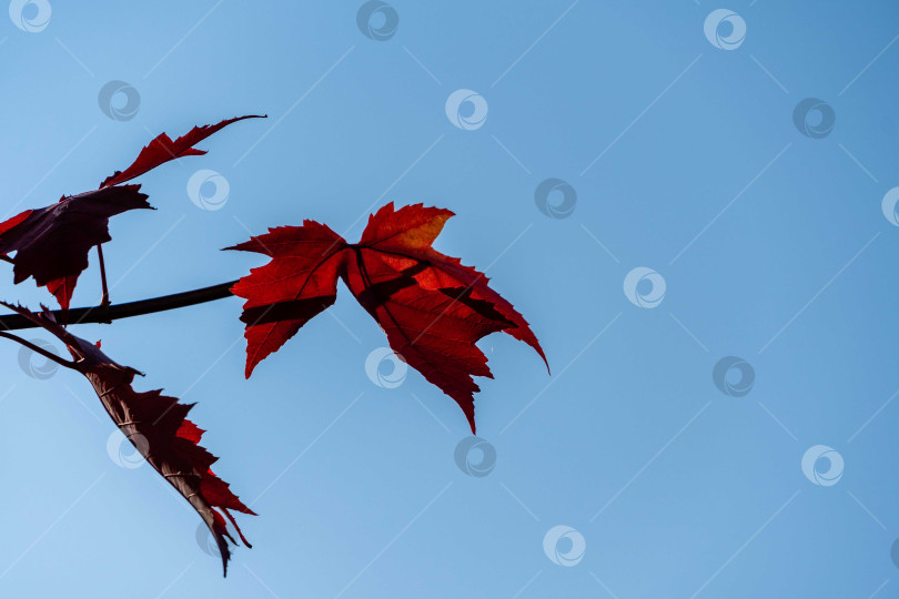 Скачать Изящный Acer Palmatum Dissectum в осеннем парке. Изящная ветка Acer Palmatum Dissectum с красными листьями на фоне голубого осеннего неба. Отличный план. Красивые изящные листья. Концепция природы для дизайна. фотосток Ozero