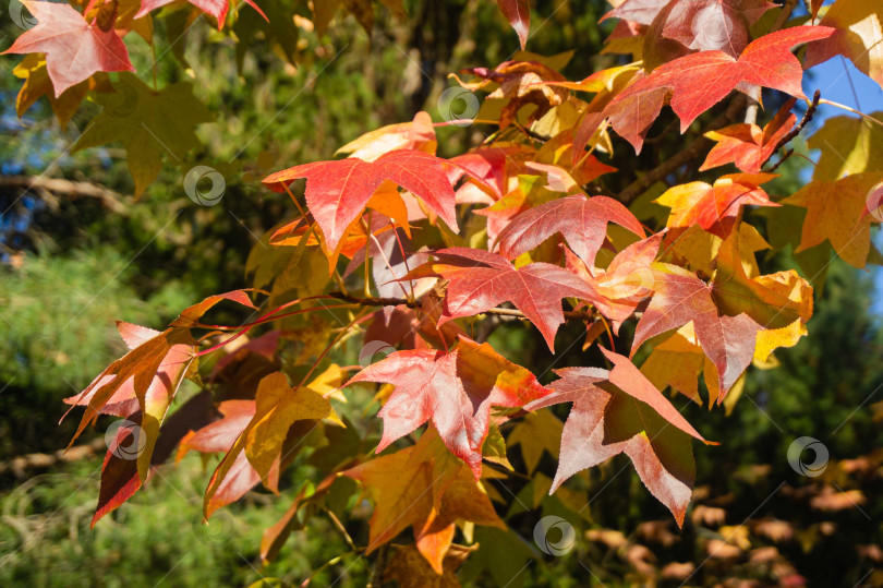 Скачать Разноцветные красные и желтые листья Liquidambar styraciflua, обычно называемого американской душицей (янтарное дерево), на размытом фоне зеленых листьев лиственных деревьев. Выборочный фокус. Крупный план. фотосток Ozero