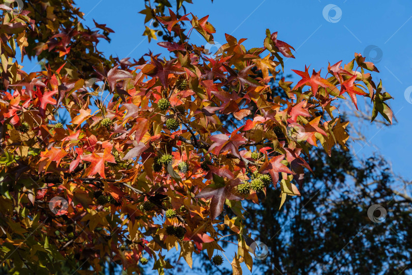 Скачать Разноцветные красные и желтые листья Liquidambar styraciflua, обычно называемого американской душицей (янтарное дерево), на размытом фоне зеленых листьев лиственных деревьев. Выборочный фокус. Крупный план. фотосток Ozero