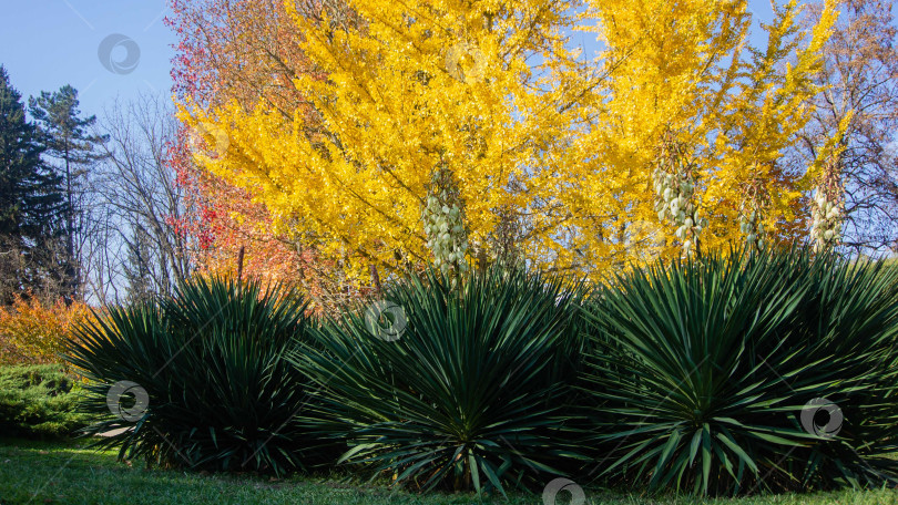 Скачать Зеленая листва юкки (Yucca gloriosa) или испанского кинжала на размытом фоне желтой листвы ликвидамбара. Крупный план. Декоративное растение в лечебном парке города-курорта Горячий Ключ. фотосток Ozero