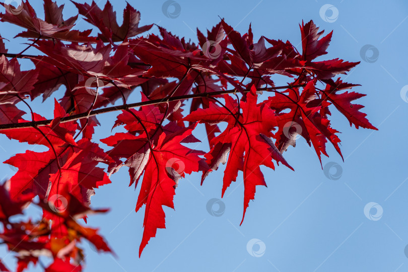 Скачать Изящный Acer Palmatum Dissectum в осеннем парке. Изящная ветка Acer Palmatum Dissectum с красными листьями на фоне голубого осеннего неба. Отличный план. Красивые изящные листья. Концепция природы для дизайна. фотосток Ozero