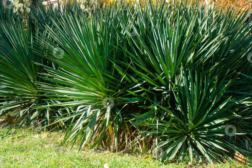 Скачать Зеленая листва юкки (Yucca gloriosa) или испанского кинжала. Крупный план. Декоративное растение в лечебном парке курортного города Горячий Ключ. Природная концепция дизайна фотосток Ozero