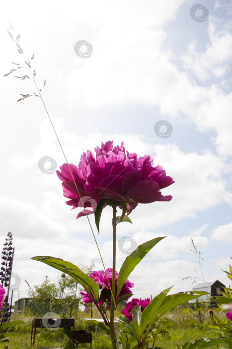 Скачать розовый цветок пиона на фоне голубого неба с облаками фотосток Ozero