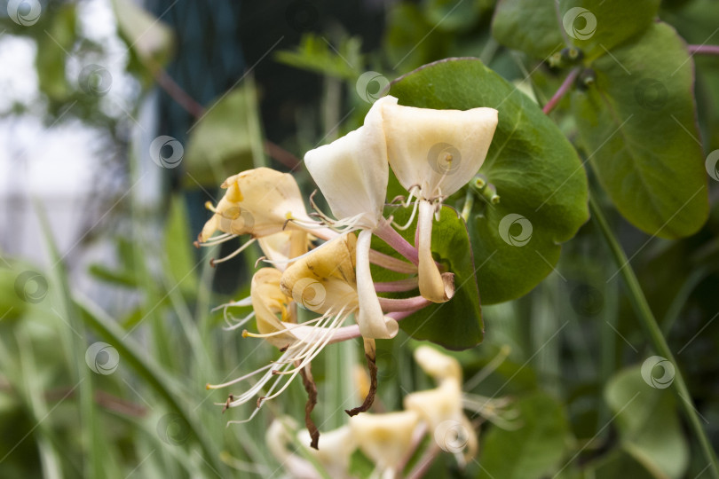 Скачать Цветущая жимолость (Lonicera caprifolium) фотосток Ozero