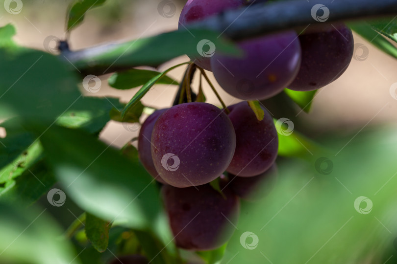 Скачать Плоды алычи на дереве. Спелые дары природы. Плоды фиолетовой сливы на ветке дерева фотосток Ozero