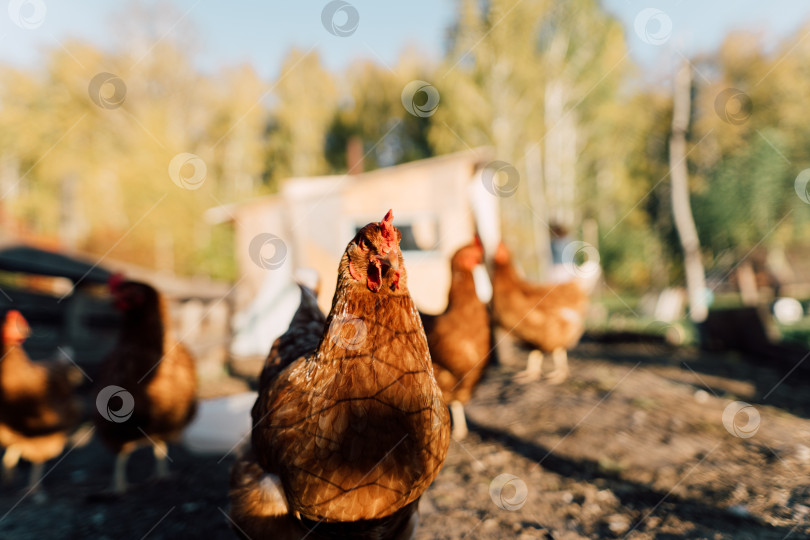 Скачать Одна курица позирует перед курятником на натуральной ферме. фотосток Ozero