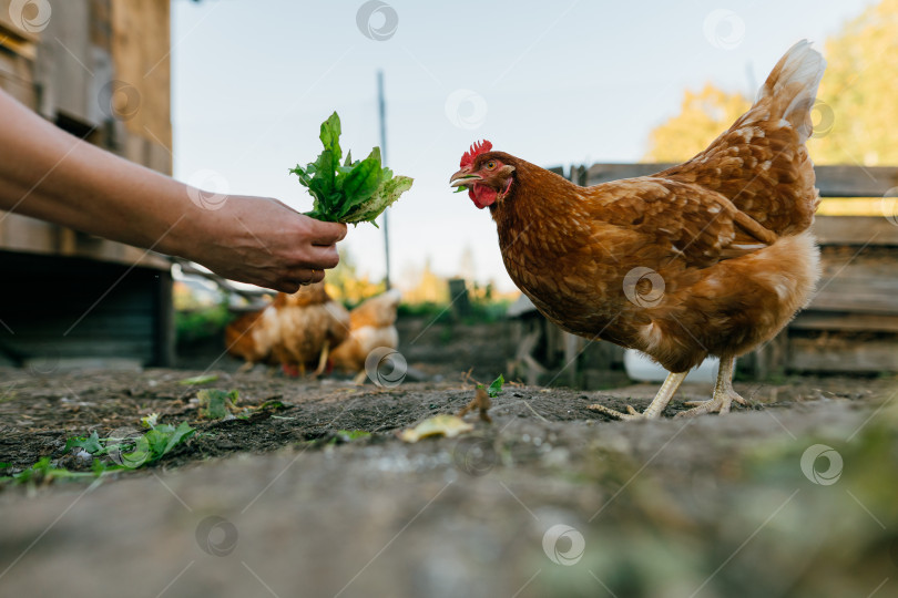 Скачать Крупный план цыплят, поедающих зелень из человеческих рук. фотосток Ozero