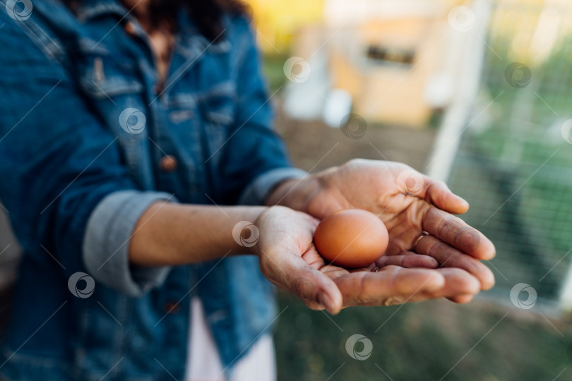 Скачать Свежее куриное яйцо в женских руках фермера, сельская жизнь, органическое земледелие фотосток Ozero