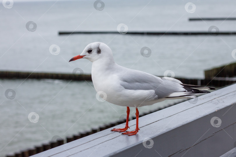 Скачать чайка стоит на набережной. чайка смотрит на море фотосток Ozero