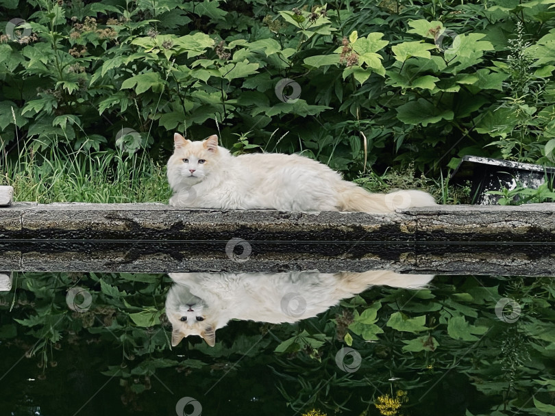 Скачать Белый кот фотосток Ozero