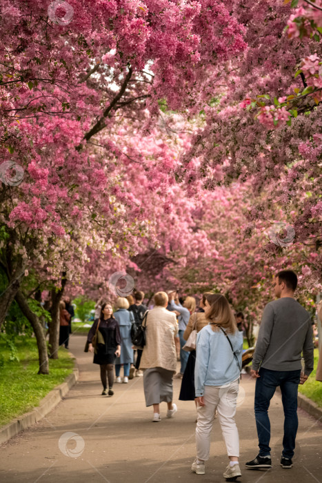 Скачать 30 мая 2022 года, Москва, Россия - люди прогуливаются по весеннему парку, любуясь цветущими розовыми деревьями сакуры фотосток Ozero